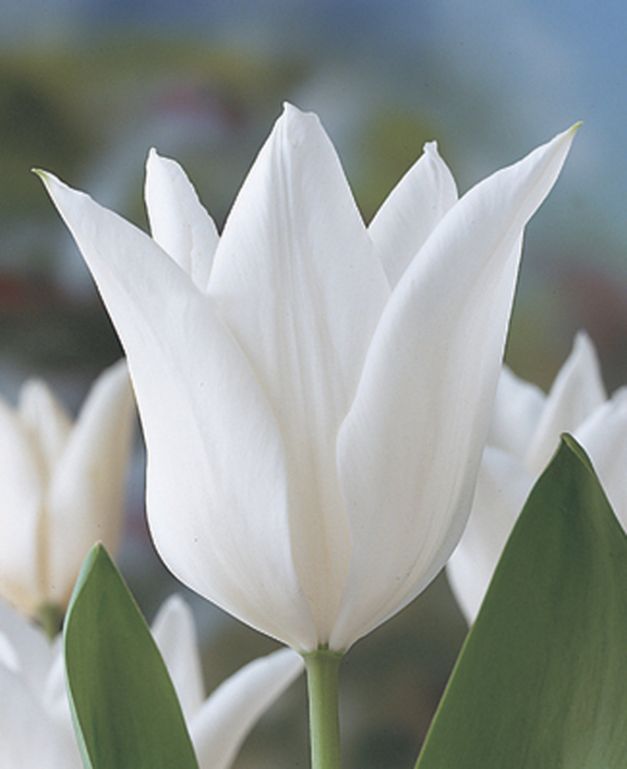 Tulp White Triumphator